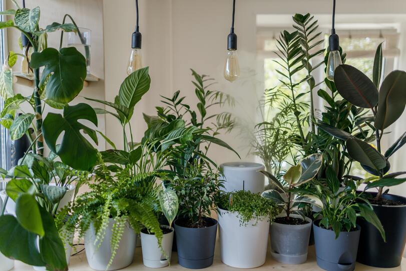 indoors plants